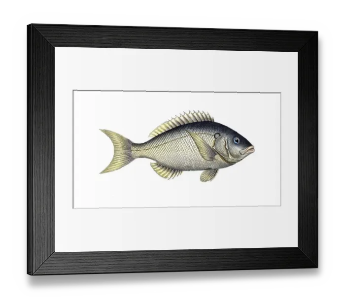 Framed Print : Fish, Fish, Sea bream family, Sparus tetracanthus, the four-spined, Historical, digitally restored reproduction from a 19th century original, Record date not stated