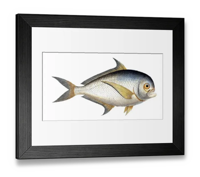 Framed Print : Fish, Fish, Sea bream family, Sparus raii, Historical, digitally restored reproduction from a 19th century original, Record date not stated