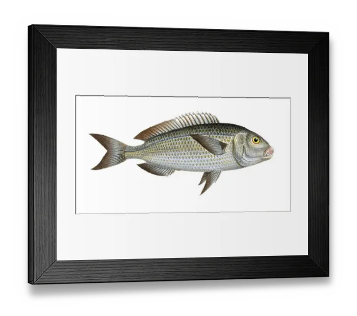 Framed Print : Fish, fish, family of sea bream, Sparus salpa, the Goldlin, Historic, digitally restored reproduction from a 19th century original, Record date not stated