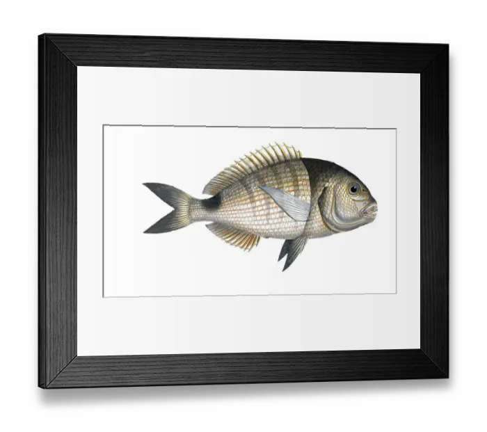 Framed Print : Fish, Fish, Sea bream family, Sparus Sargus, Goat bream, Banded bream, The Brase, Historical, digitally restored reproduction from a 19th century original, Record date not stated Framed Print : Fish, Fish, Sea bream family, Sparus Sargus, Goat bream, Banded bream, The Brase, Historical, digitally restored reproduction from a 19th century original, Record date not stated