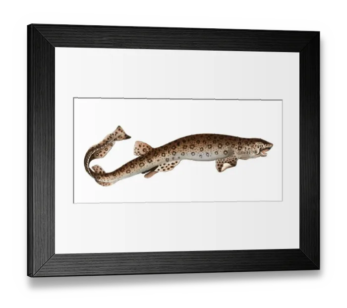Framed Print : Fish, Fish, Shark species from the spiny dogfish family, Squalus canicula, the tabby shark, the Bounce, Historical, digitally restored reproduction from a 19th century original, Record date not stated Framed Print : Fish, Fish, Shark species from the spiny dogfish family, Squalus canicula, the tabby shark, the Bounce, Historical, digitally restored reproduction from a 19th century original, Record date not stated