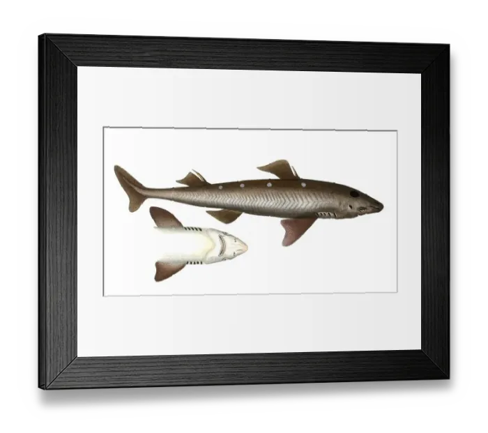 Framed Print : Fish, Fish, Shark genus from the spiny dogfish family, Squalus acGenus of the bannerfish, Anthias, Historical, digitally restored reproduction from a 19th century original, Record date not stated