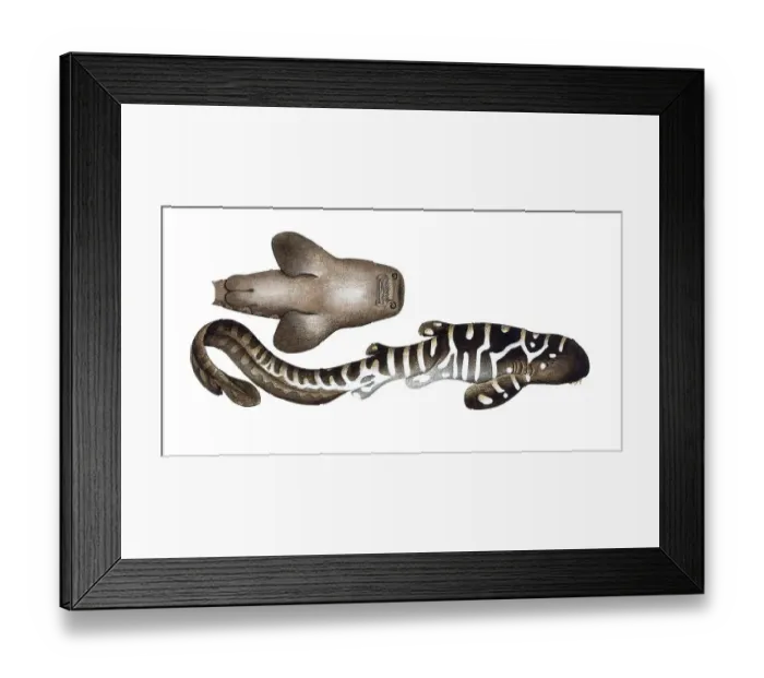 Framed Print : Fish, Fish, Shark genus from the spiny dogfish family, Squalus fasciatus, Historical, digitally restored reproduction from a 19th century original, Record date not stated