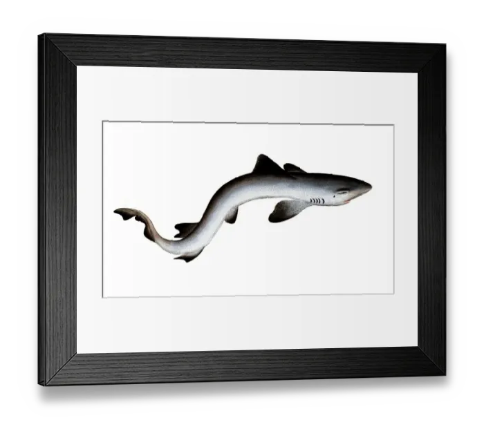 Framed Print : Fish, Fish, Shark genus from the spiny dogfish family, Squalus galeus, Historical, digitally restored reproduction from a 19th century original, Record date not stated