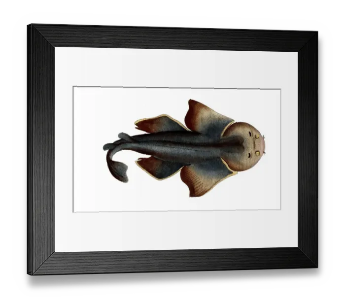 Framed Print : Fish, Fish, Shark genus from the spiny dogfish family, Squalus squatina, Historical, digitally restored reproduction from a 19th century original, Record date not stated Framed Print : Fish, Fish, Shark genus from the spiny dogfish family, Squalus squatina, Historical, digitally restored reproduction from a 19th century original, Record date not stated