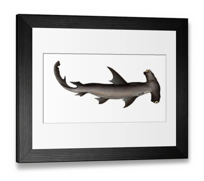 Framed Print : Fish, Fish, Shark genus from the spiny dogfish family, Squalus zygaena, the hammerfish, the balance fish, Historical, digitally restored reproduction from a 19th century original, Record date not stated Framed Print : Fish, Fish, Shark genus from the spiny dogfish family, Squalus zygaena, the hammerfish, the balance fish, Historical, digitally restored reproduction from a 19th century original, Record date not stated
