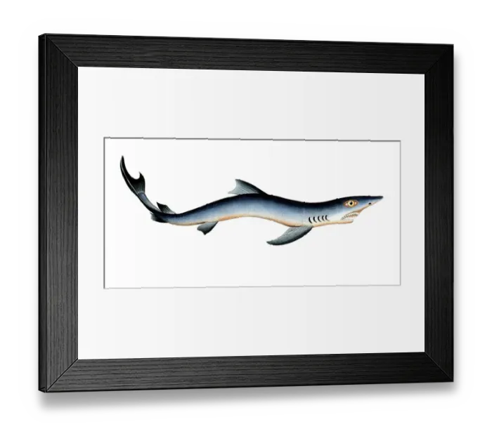 Framed Print : Fish, Fish, Shark genus from the spiny dogfish family, Squalus glaucus, Historical, digitally restored reproduction from a 19th century original, Record date not stated