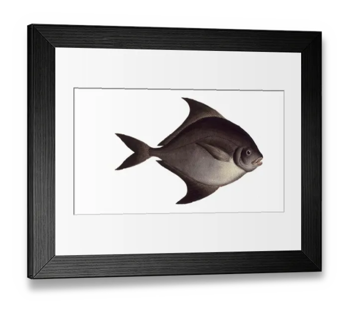 Framed Print : Fish, Fish, Genus of ray-finned fish from the butterfish family, Stromateus niger, Historical, digitally restored reproduction from a 19th century original, Record date not stated
