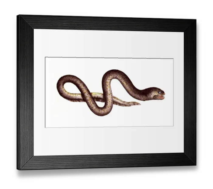 Framed Print : Fish, Fish, Synbranchus marmoratus, the marbled swamp eel, neotropical swamp eel, marbled swamp eel, mottled swamp eel, gill slit eel, the marbled swamp eel, neotropical swamp eel, marmorated swamp eel, mottled swamp eel, Historic