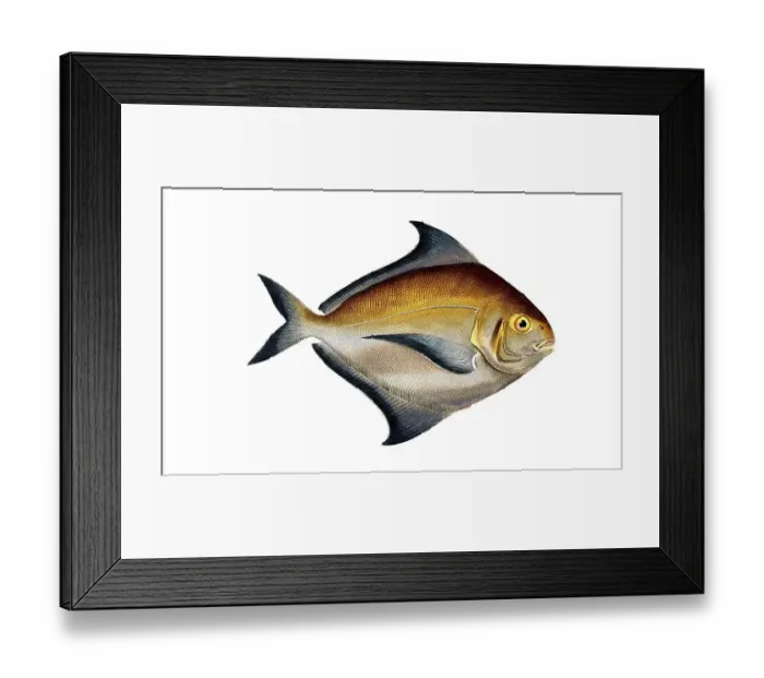 Framed Print : Fish, fish, genus of ray-finned fish from the butterfish family, Stromateus parus, the gold cover, Historical, digitally restored reproduction from a 19th century original, Record date not stated Framed Print : Fish, fish, genus of ray-finned fish from the butterfish family, Stromateus parus, the gold cover, Historical, digitally restored reproduction from a 19th century original, Record date not stated