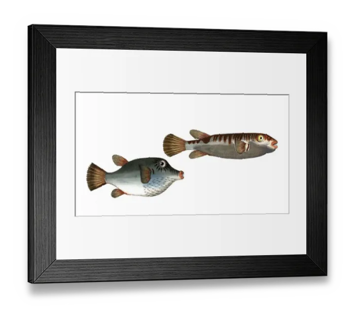 Framed Print : Fish, fish, left: Genus from the pufferfish family, Tetrodon rostratus, the longbill Framed Print : Fish, fish, left: Genus from the pufferfish family, Tetrodon rostratus, the longbill