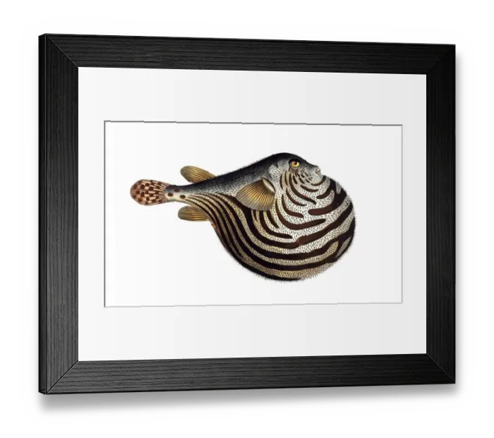 Framed Print : Fish, Fish, genus of the family Yellowfin Puffer, Tetrodon lineatut, striped spiny belly, the striped globe, Historical, digitally restored reproduction from a 19th century original, Record date not stated Framed Print : Fish, Fish, genus of the family Yellowfin Puffer, Tetrodon lineatut, striped spiny belly, the striped globe, Historical, digitally restored reproduction from a 19th century original, Record date not stated