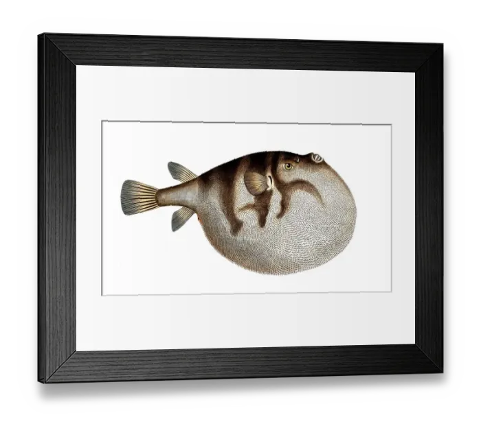 Framed Print : Fish, fish, genus of the puffer fish family, Tetrodon hispidus, the Sea Weather-Cock, Historical, digitally restored reproduction from a 19th century original, Record date not stated