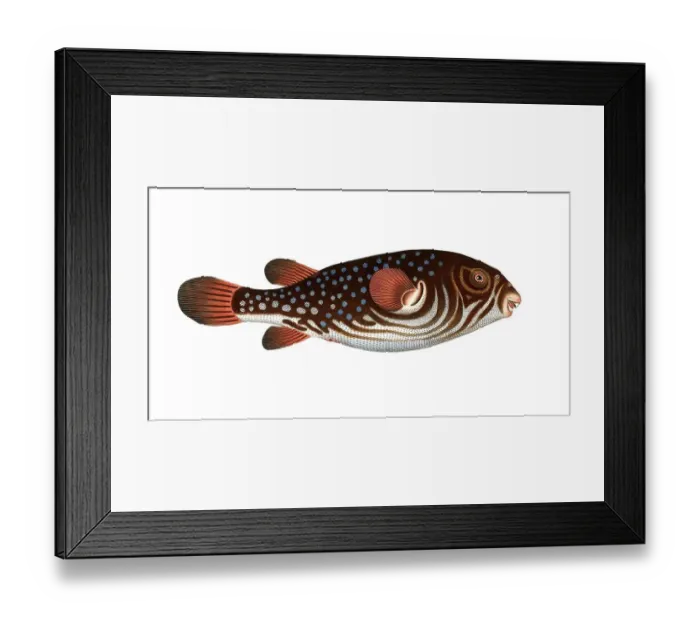 Framed Print : Fish, fishes, genus of the pufferfish family, Tetrodon testudineus, the turtlefish, the Toadfish, Historical, digitally restored reproduction from a 19th century original, Record date not stated Framed Print : Fish, fishes, genus of the pufferfish family, Tetrodon testudineus, the turtlefish, the Toadfish, Historical, digitally restored reproduction from a 19th century original, Record date not stated