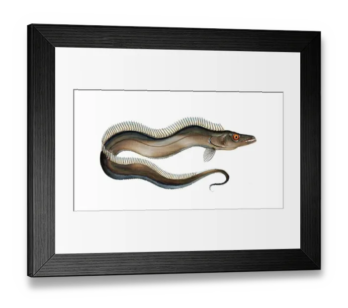 Framed Print : Fish, Fish, Fish species of the hairtail family, Largehead hairtail or beltfish, Largehead hairtail, Historic, digitally restored reproduction from a 19th century original, Record date not stated Framed Print : Fish, Fish, Fish species of the hairtail family, Largehead hairtail or beltfish, Largehead hairtail, Historic, digitally restored reproduction from a 19th century original, Record date not stated