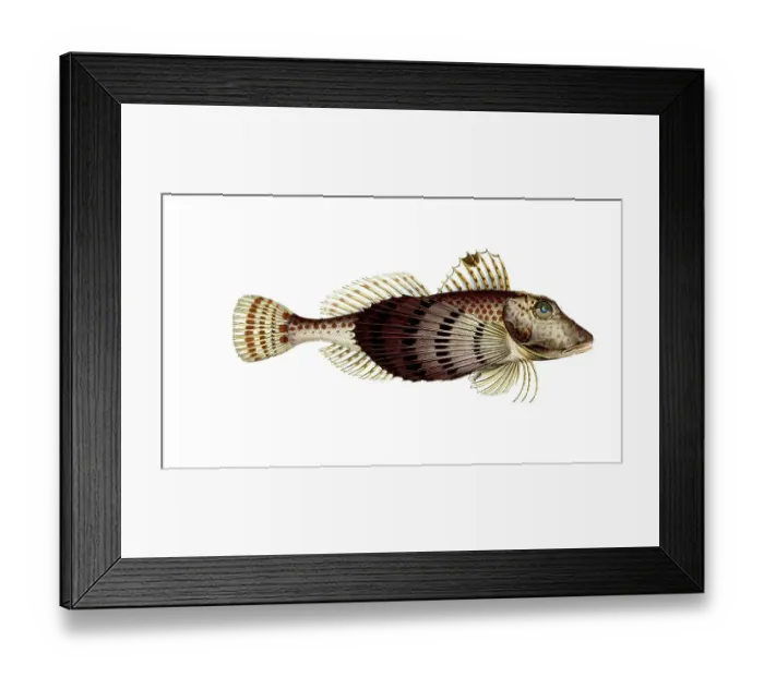 Framed Print : Fish, Fish, Fish species from the subfamily of the real gurnards, Trigla carolina, Historical, digitally restored reproduction from a 19th century original, Record date not stated
