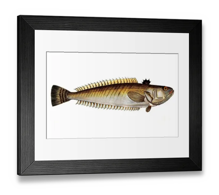 Framed Print : Fish, Fische, Trachinus draco, das Petermaennchen, the common weever, Historic, digitally restored reproduction from a 19th century original, Record date not stated