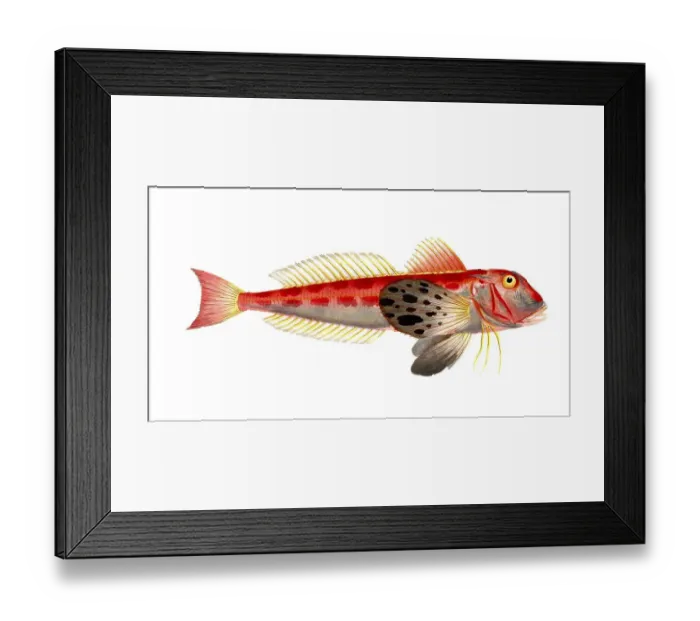 Framed Print : Fish, Fish, Fish species from the subfamily of the true gurnards, Trigla lineata, Historical, digitally restored reproduction from a 19th century original, Record date not stated