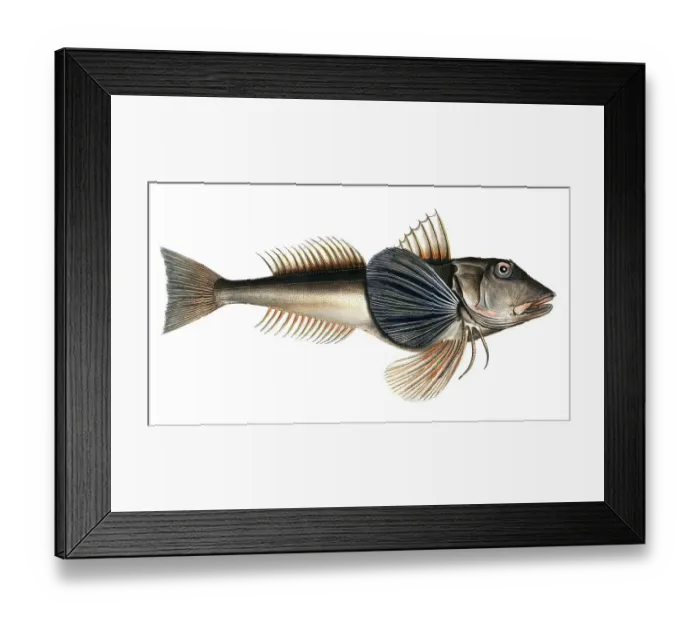 Framed Print : Fish, Fish, Fish species from the subfamily of the true gurnards, Trigla hirundo, the Tern, the Tub Fish, Historical, digitally restored reproduction from a 19th century original, Record date not stated