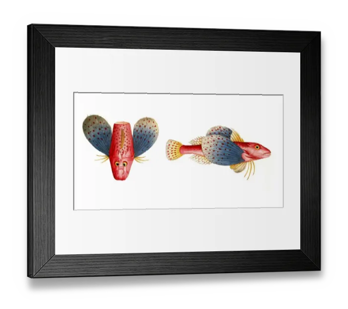 Framed Print : Fish, Fish, Fish species from the subfamily of the real gurnards, Trigla punctata, punctulated sea cock, punctulated fish species from the subfamily of the real gurnards, Trigla, Historical Framed Print : Fish, Fish, Fish species from the subfamily of the real gurnards, Trigla punctata, punctulated sea cock, punctulated fish species from the subfamily of the real gurnards, Trigla, Historical