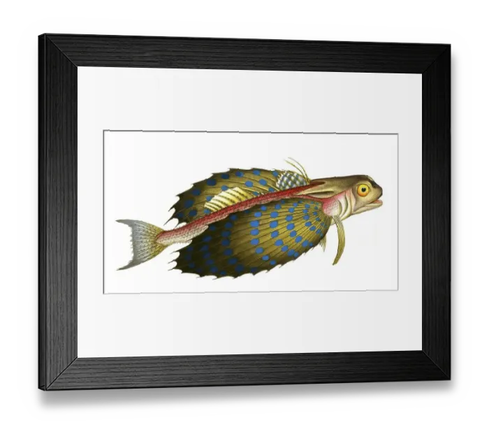 Framed Print : Fish, Fish, Fish species from the subfamily of the true gurnards, Trigla volitans, flying sea cock, gurnard, flying fish, Historical, digitally restored reproduction from a 19th century original, Record date not stated