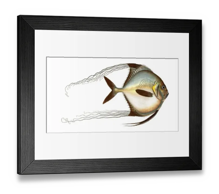 Framed Print : Fish, Fish, Fish genus from the Zeidae family, Zeus ciliaris, long-haired mirror fish, Historical, digitally restored reproduction from a 19th century original, Record date not stated Framed Print : Fish, Fish, Fish genus from the Zeidae family, Zeus ciliaris, long-haired mirror fish, Historical, digitally restored reproduction from a 19th century original, Record date not stated
