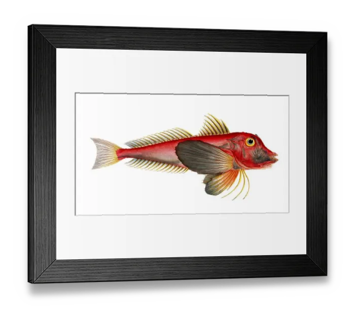 Framed Print : Fish, Fish, Fish species from the subfamily of the real gurnards, Trigla lyra, lyre gurnard, piper gurnard, Historical, digitally restored reproduction from a 19th century original, Record date not stated Framed Print : Fish, Fish, Fish species from the subfamily of the real gurnards, Trigla lyra, lyre gurnard, piper gurnard, Historical, digitally restored reproduction from a 19th century original, Record date not stated