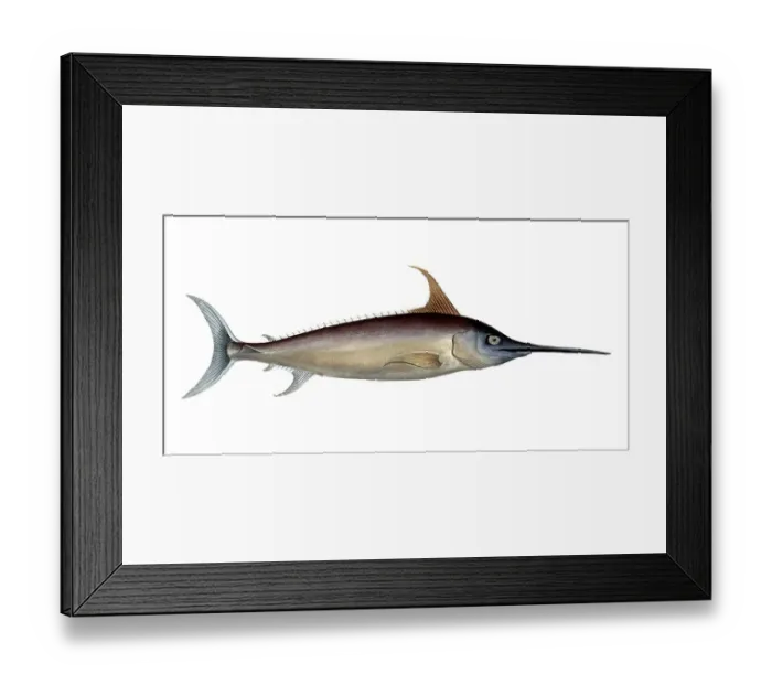 Framed Print : Fish, Fische, Xiphias gladius, der Schwertfisch, the Sword-Fish, Historic, digitally restored reproduction from a 19th century original, Record date not stated Framed Print : Fish, Fische, Xiphias gladius, der Schwertfisch, the Sword-Fish, Historic, digitally restored reproduction from a 19th century original, Record date not stated