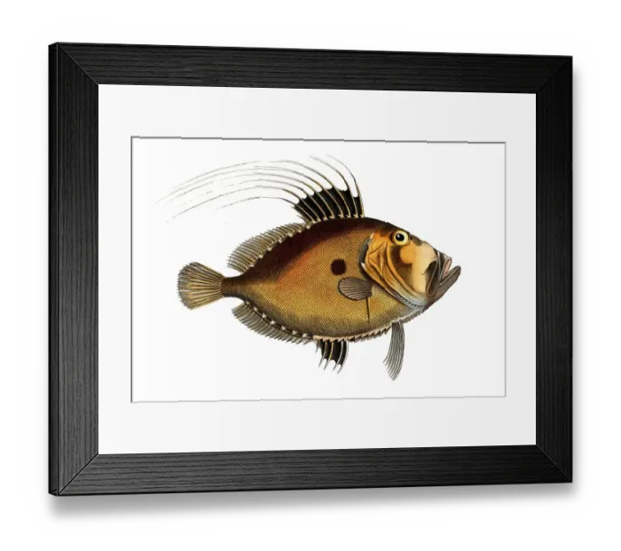 Framed Print : Fish, Fish, Fish genus from the Zeidae family, Zeus faber, the sunfish, The Doree, Historical, digitally restored reproduction from a 19th century original, Record date not stated Framed Print : Fish, Fish, Fish genus from the Zeidae family, Zeus faber, the sunfish, The Doree, Historical, digitally restored reproduction from a 19th century original, Record date not stated