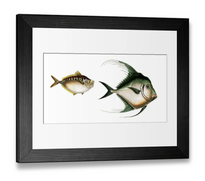 Framed Print : Fish, fish, left: Fish genus from the Zeidae family, Zeus insidator, the cunning mirror fish Framed Print : Fish, fish, left: Fish genus from the Zeidae family, Zeus insidator, the cunning mirror fish