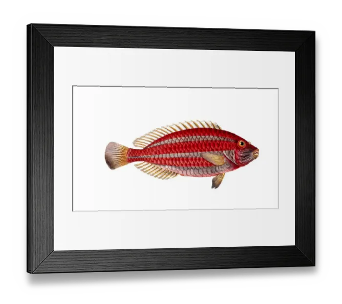 Framed Print : Fish, Fish, Scarus croicensis, Striped parrotfish, Historic, digitally restored reproduction from a 19th century original, Record date not stated Framed Print : Fish, Fish, Scarus croicensis, Striped parrotfish, Historic, digitally restored reproduction from a 19th century original, Record date not stated