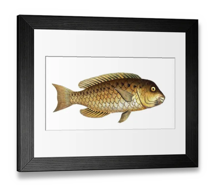 Framed Print : Fish, Fische, Scarus cretensis, der griechische Papageifisch, the greccian Parrot-fish, Historical, digitally restored reproduction from a 19th century original, Record date not stated Framed Print : Fish, Fische, Scarus cretensis, der griechische Papageifisch, the greccian Parrot-fish, Historical, digitally restored reproduction from a 19th century original, Record date not stated