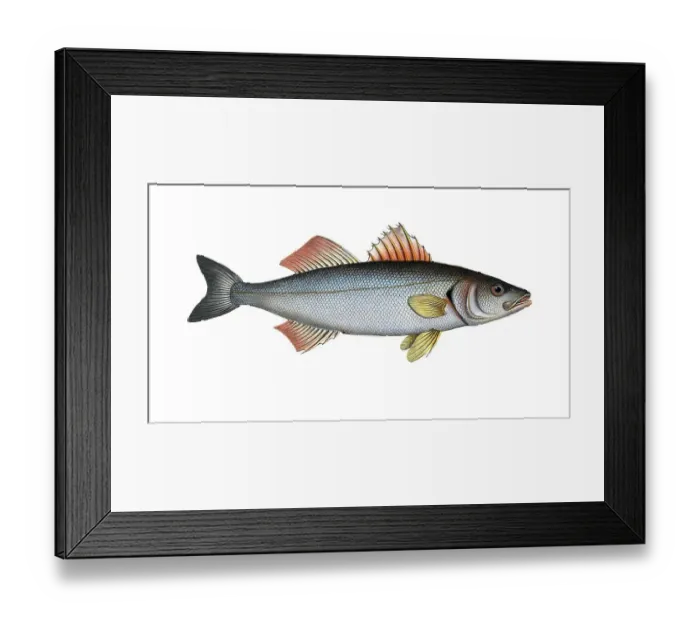 Framed Print : Fish, fish, genus from the umber family, Sciaena labrax, the salmon lumber, the Basse, Historical, digitally restored reproduction from a 19th century original, Record date not stated