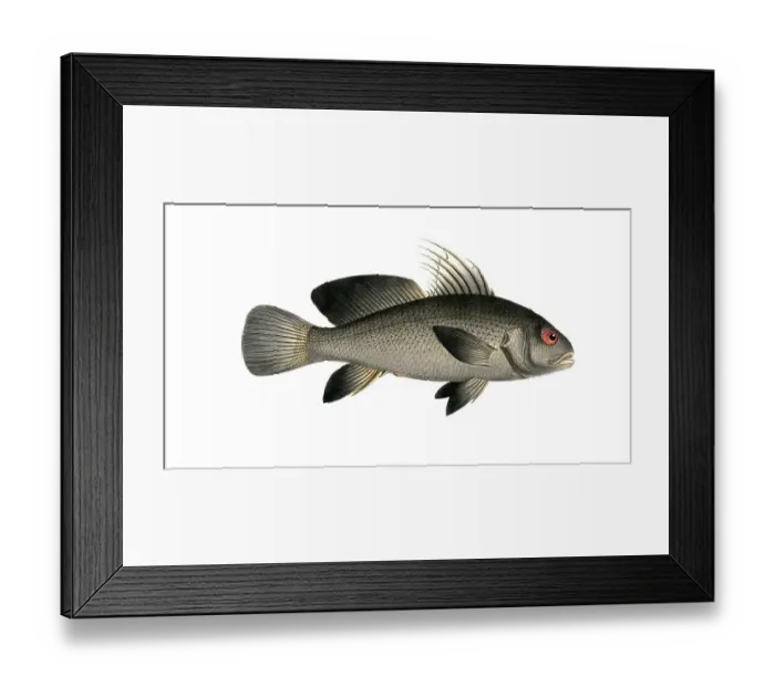 Framed Print : Fish, Fish, Corvina nigra, genus of the umber family, Sciaena nigra, black umber, Historic, digitally restored reproduction from a 19th century original, Record date not stated Framed Print : Fish, Fish, Corvina nigra, genus of the umber family, Sciaena nigra, black umber, Historic, digitally restored reproduction from a 19th century original, Record date not stated