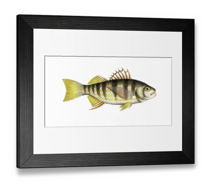 Framed Print : Fish, fish, genus of the umber family, Sciaena plumieri, striped umber, Plumier's umber, Historical, digitally restored reproduction from a 19th century original, Record date not stated