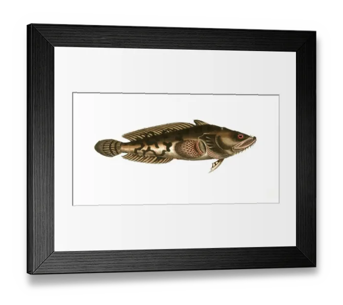 Framed Print : Fish, Fish, Fish genus from the bullhead family, Cottus Gruniens, the hummer, Historical, digitally restored reproduction from a 19th century original, Record date not stated Framed Print : Fish, Fish, Fish genus from the bullhead family, Cottus Gruniens, the hummer, Historical, digitally restored reproduction from a 19th century original, Record date not stated