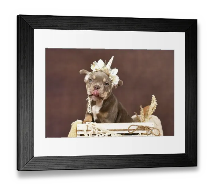Framed Print : Cute French Bulldog dog puppy with boho style unicorn headband sticking tonge out Framed Print : Cute French Bulldog dog puppy with boho style unicorn headband sticking tonge out