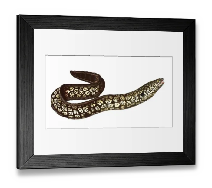 Framed Print : Fish, Fish, Muraena helena, Moray eel, Moray eel, Murane, Historical, digitally restored reproduction from a 19th century original, Record date not stated