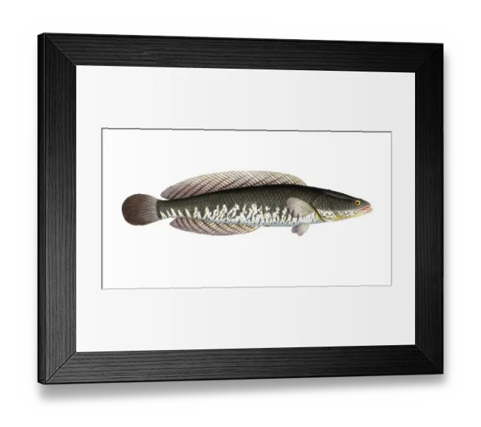 Framed Print : Fish, Pisces, Ophicephalus striatus, Channa striata, the striped snakehead, Historical, digitally restored reproduction from a 19th century original, Record date not stated