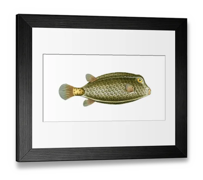 Framed Print : Fish, Fish, Genus marine ray-finned fish, Ostracion cubicus, spikeless square, yellow boxfish, square fish, yellow boxfish, Historical, digitally restored reproduction from a 19th century original, Record date not stated