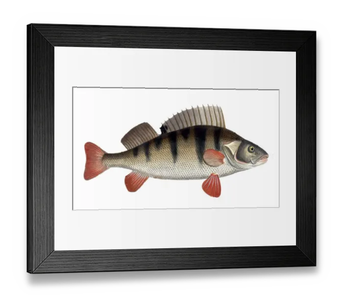 Framed Print : Fish, Fish, Genus of the family Perch, Perca fluviatilis, Perch, Perch, European perch, Historical, digitally restored reproduction from a 19th century original, Record date not stated