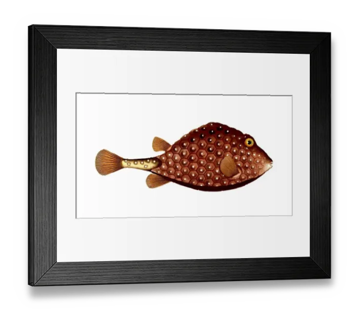 Framed Print : Fish, Fish, Genus marine ray-finned fish, Ostracion triqueter, Lactophrys triqueter, Spikeless triangle, Pearl boxfish, Trunck-fish, Historical, digitally restored reproduction from a 19th century original, Record date not stated