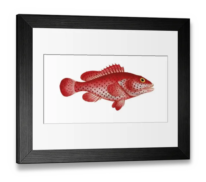 Framed Print : Fish, Fish, Genus of the family Perch, Perca guttata, Blood bass, Hind, Historical, digitally restored reproduction from an original from the 19th century, Record date not stated