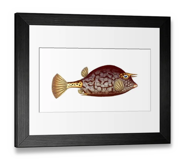 Framed Print : Fish, Fishes, Genus marine ray-finned fish, Ostracion quadricornis, Acanth genus marine ray-finned fish, four-spined triangle, Cuckold-fish, Scrawled Cowfish, Historic, digitally restored reproduction from a 19th century original