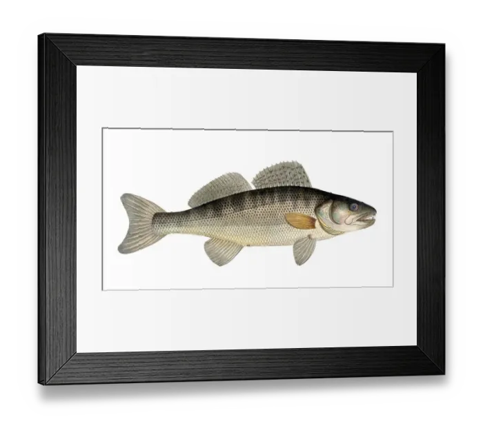 Framed Print : Fish, Fish, Genus of the family Perch, Perca LucioGenus of the family Perch, Perca, Sander lucioGenus of the family Perch, Zander, sander or pikeperch, Historic, digitally restored reproduction from a 19th century original, Record date not stated
