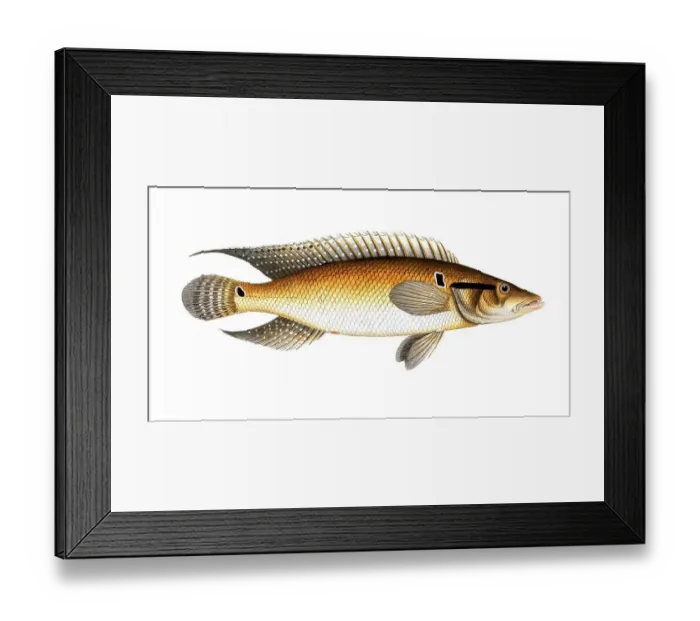 Framed Print : Fish, Fish, Genus of the family Perch, Perca saxatilis, Historical, digitally restored reproduction from a 19th century original, Record date not stated