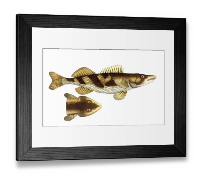 Framed Print : Fish, Fish, Genus of the family Perch, Perca zingel, Historical, digitally restored reproduction from a 19th century original, Record date not stated