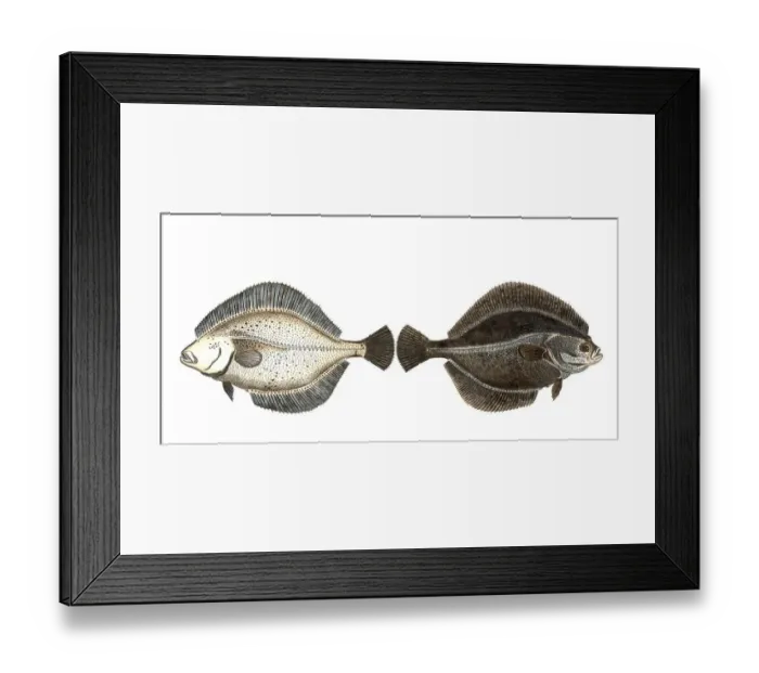 Framed Print : Fish, fishes, genus of right-eye flounders, Pleuronectes flesus, theerbut or flounder, the Flounder, Historical, digitally restored reproduction from a 19th century original, Record date not stated