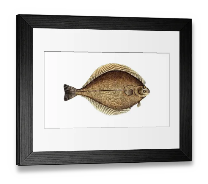 Framed Print : Fish, Fish, Genus of right-eye flounders, Pleuronectes Limanda, Historical, digitally restored reproduction from a 19th century original, Record date not stated