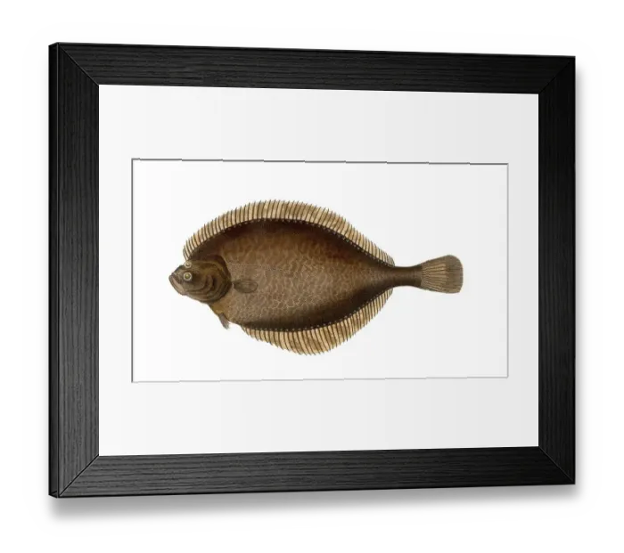 Framed Print : Fish, Fishes, Lepidorhombus whiffiagonis, Winged turbot, the Megrim, megrim sole, whiff, or Cornish sole, Historical, digitally restored reproduction from a 19th century original, Record date not stated Framed Print : Fish, Fishes, Lepidorhombus whiffiagonis, Winged turbot, the Megrim, megrim sole, whiff, or Cornish sole, Historical, digitally restored reproduction from a 19th century original, Record date not stated